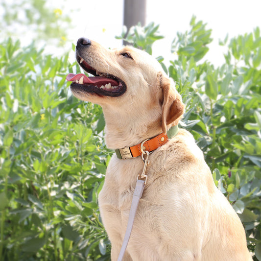 KFX-0039613 Cowhide and Polyester Dog Collar with Adjustable Sizes - Available in Multiple Colors
