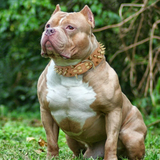 KFX-0162877 Stylish Anti-Bite Collar Chain for Dogs with Adjustable Fit and Extension Chain