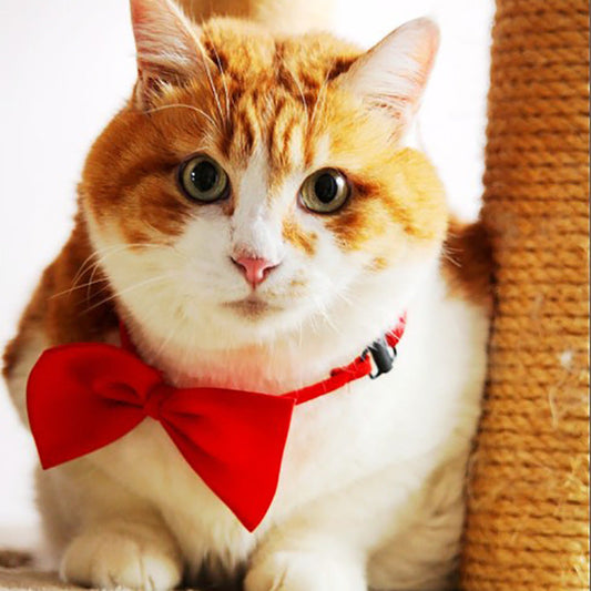 KFX-0450493 Solid Color Bow Pet Collar – Adjustable Neck 34-44cm, Multiple Colors Available