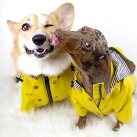 KFX-0821821 Yellow Waterproof Dog Raincoat with Breathable Cotton Lining - Available in Multiple Sizes