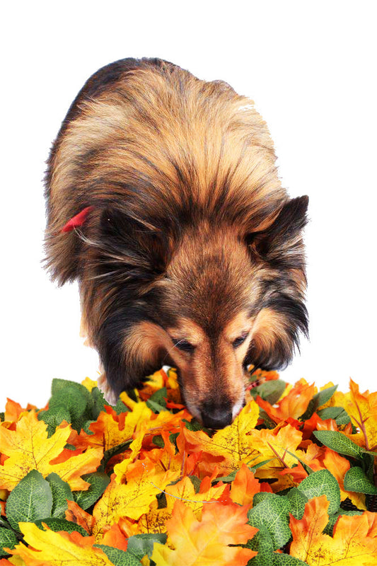 KFX-1015869 Pet Jungle Feeding Mat - Washable Sniffing Blanket for Engaging Pet Playtime - 55x50CM