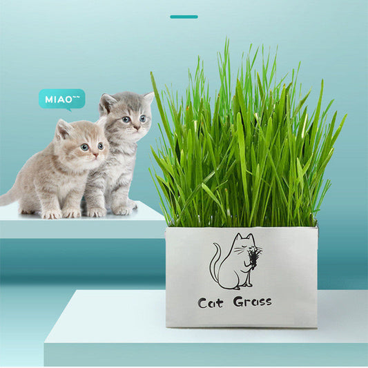 KFX-1120701 Soilless Organic Cat Grass for Clean Oral Health - Ryegrass, Wheat, Barley, 14CM Size