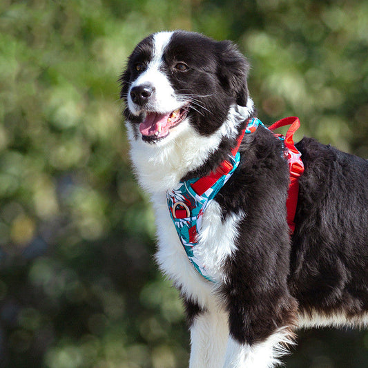 KFX-1266749 Durable Nylon Dog Leash with Aluminum Alloy Chain and Vest Straps