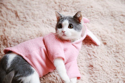 KFX-1338045 Bichon Teddy Rabbit Ear Stretch Knit Sweatshirt for Dogs