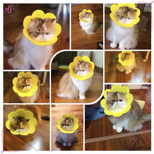KFX-1698237 Cat Anti-Lick Elizabeth Circle - Sunflower Sponge Paper in Yellow and Pink, Multiple Sizes Available
