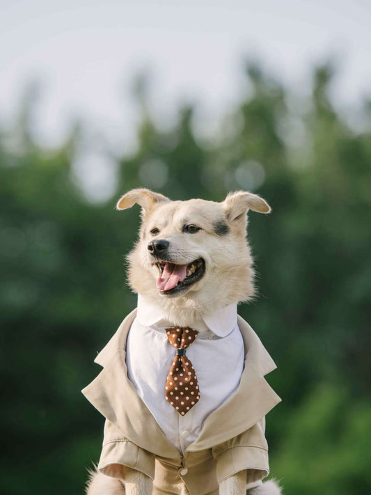 KFX-2007997 Navy Blue Pet Suit Dog Dress Tuxedo with Fake Two-Piece Design - Available in Multiple Sizes
