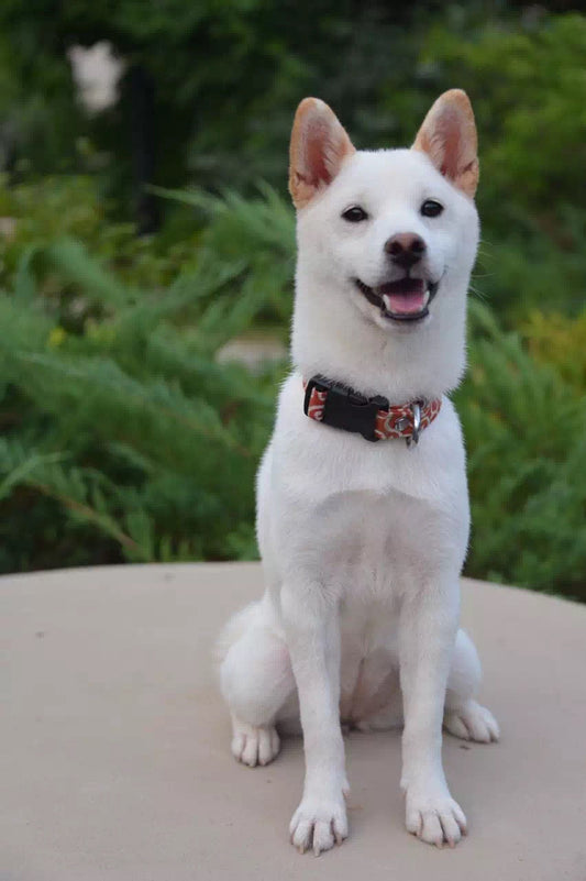 KFX-2377789 Tang Grass Pattern Dog Collar in Multiple Color Options and Sizes