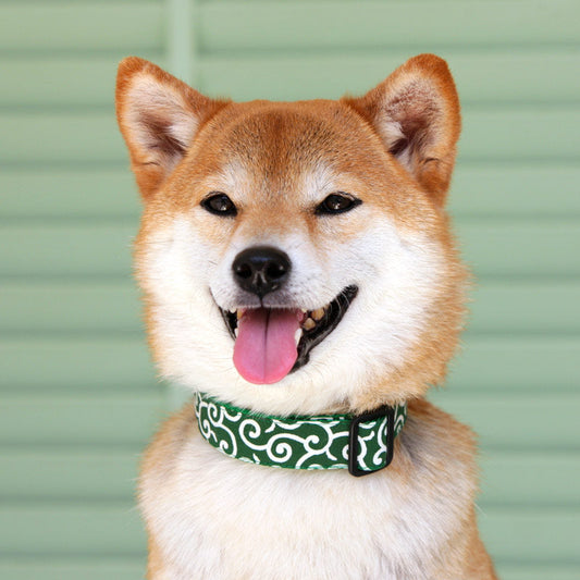 KFX-2377789 Tang Grass Pattern Dog Collar in Multiple Color Options and Sizes