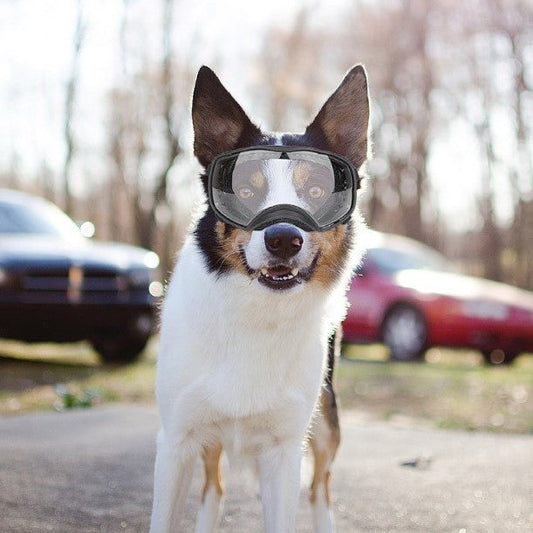 KFX-2388925 Large Dog Safety Goggles for Eye Protection against Wind, Rain, and Snow - Black and White Frames