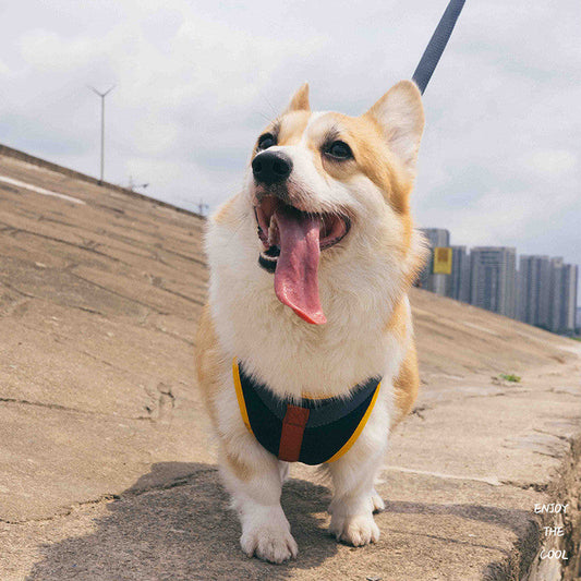 KFX-2625725 Adjustable Dog Chest Strap Leash for Comfortable and Breathable Fit