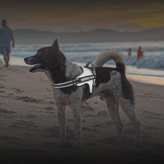 KFX-2828093 Durable Dog Traction Rope Vest for Medium and Large Dogs – Adjustable Chest Strap in Various Colors