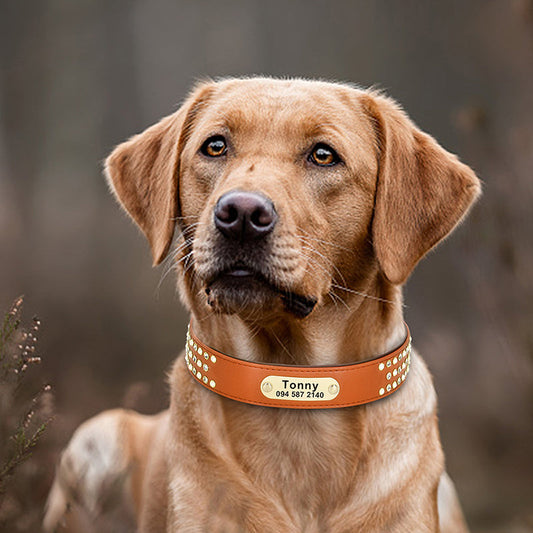 KFX-2869309 Customizable Dog Collar for Large Breeds - Adjustable Sizes and Stylish Colors, Perfect for Labradors and Golden Retrievers