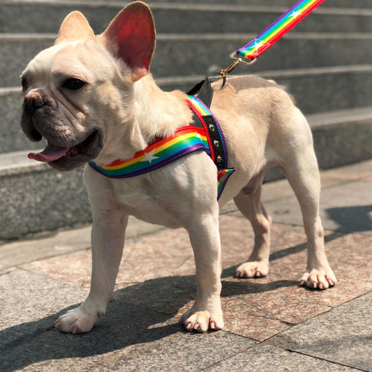 KFX-2965437 Rainbow Nylon Dog Leash with T-Type Chest Strap for Small to Medium Dogs