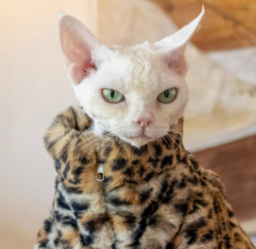 KFX-3091517 Fluffy Leopard Print Cat Coat - Short Plush Fur Clothing for Hairless Cats