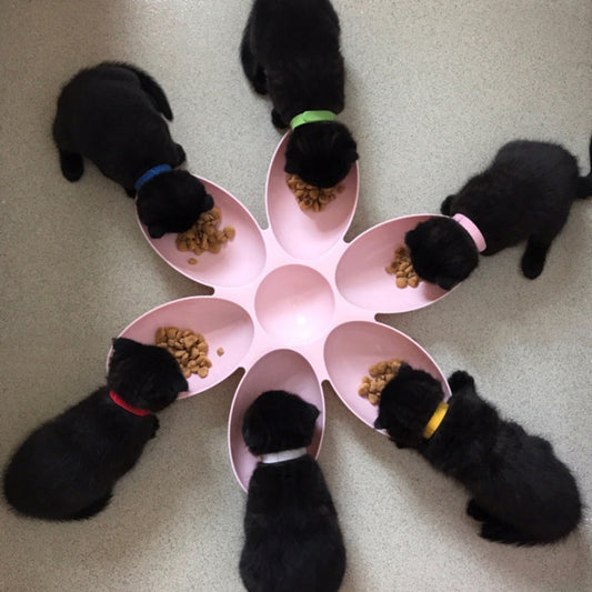 KFX-3204541 Petal-Shaped Multifunctional Pet Bowl - 42CM Diameter, Eco-Friendly PP Resin for Dogs and Cats