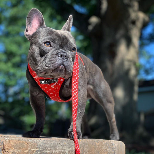 KFX-3325373 Breathable Mesh Dog Chest Harness with Leash - Available in Multiple Sizes and Colors