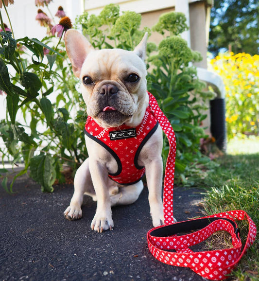 KFX-3325373 Breathable Mesh Dog Chest Harness with Leash - Available in Multiple Sizes and Colors