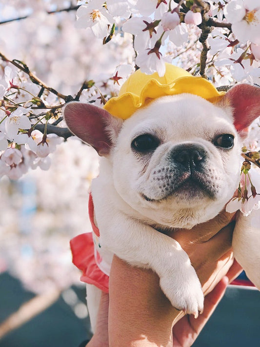 KFX-3698621 Cute Fisherman Hat for Pets - Two Sizes Available, Adjustable Canvas with Elastic Straps