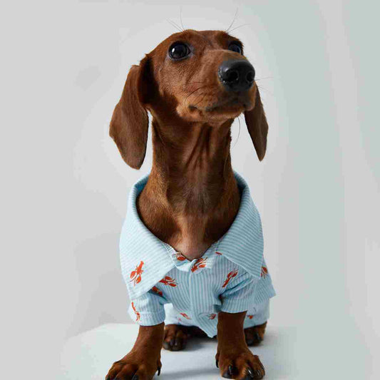 KFX-3926205 Pet Shirt for Small Dogs and Cats - Soft Fabric, Blue and Light Blue Options, Multiple Sizes Available