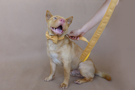 KFX-4513469 Adjustable Yellow Velvet Dog Collar - Comfortable Polyester Pet Accessory