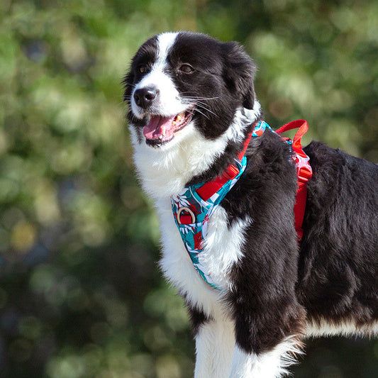 KFX-4898237 Adjustable Vest-Style Chest Harness for Large Dogs in Blue-Red and Purple-Green