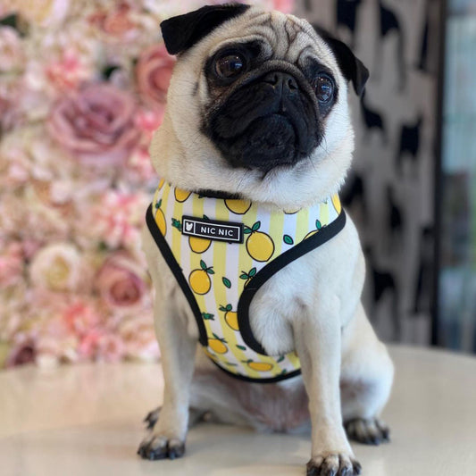 KFX-5187389 Lemon Pattern Printed Breathable Mesh Pull Rope Leash for Pets, 1.35m Length