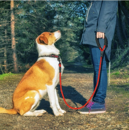 KFX-5291965 Reflective Nylon Dog Leash with Foam Handle for Comfortable Walking and Training