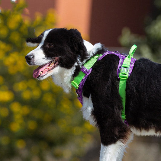 KFX-5547837 Camouflage Dog Chest Strap with Reflective Material and Hand-Holding Rope