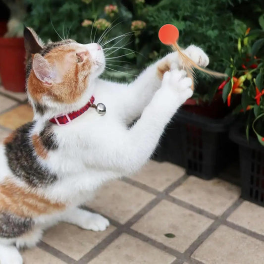 KFX-5852477 Interactive Bouncy Ball for Cats and Dogs - Colorful High Elastic Chew Toy for Endless Fun and Exercise