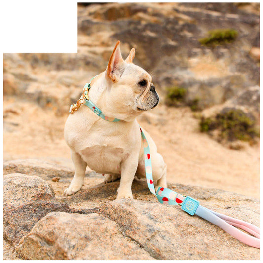 KFX-6214717 Y-Shaped Nylon Chest Strap Leash for Small Dogs - Adjustable Fit with Zinc Alloy Hook