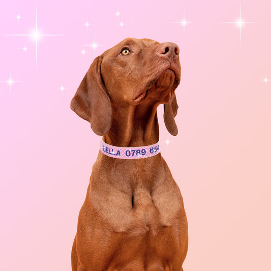 KFX-6244413 Embroidered Anti-Lost Pet Collar with Contact Number in Multiple Colors and Sizes