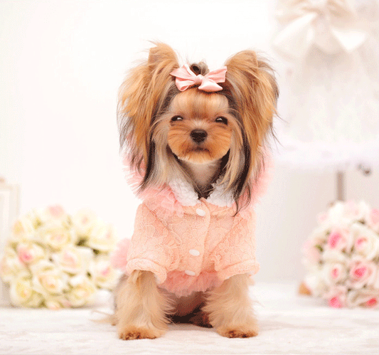 KFX-6587965 Lace Bleaching Velvet Jacket in White and Pink Meat - Comfortable and Stylish Design