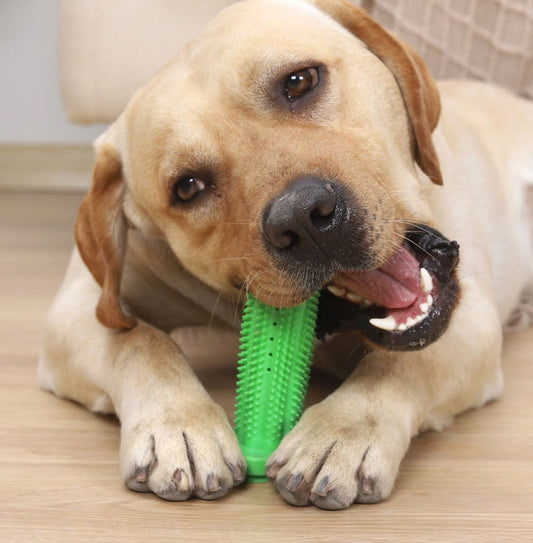 KFX-6794557 Durable TPR Chew Toy Leak Feeder - Cactus Design for Teething Pets in Two Sizes