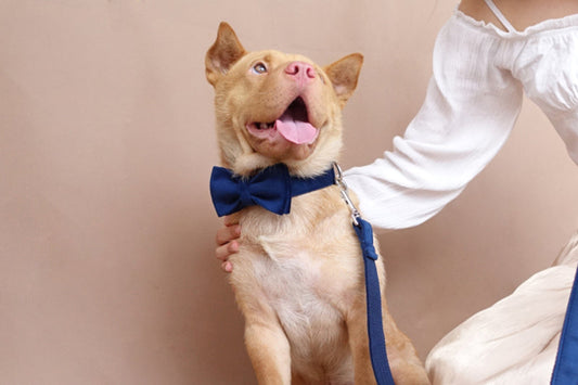 KFX-6893885 Navy Blue Velvet Bowknot Pet Collar with Leash for Small to Large Dogs