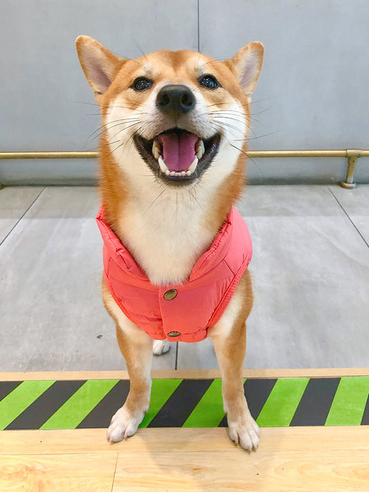KFX-6975421 Thick Cotton Winter Vest for Medium-Sized Dogs – Ideal for Corgis, Shiba Inus, and Bichons
