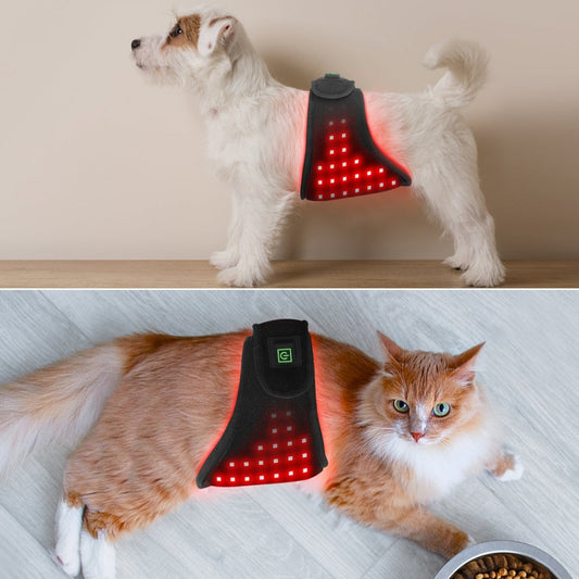 KFX-7853117 Pet Physiotherapy Infrared Therapy Belt for Home Use - Black, USB Rechargeable