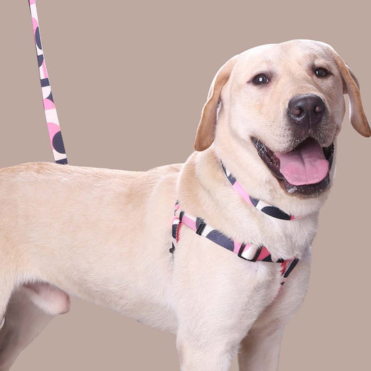 KFX-8315197 Three-Piece Set: Pink/White, Blue/Red, Green/White, Purple/Yellow Dog Leash, Collar, and Harness