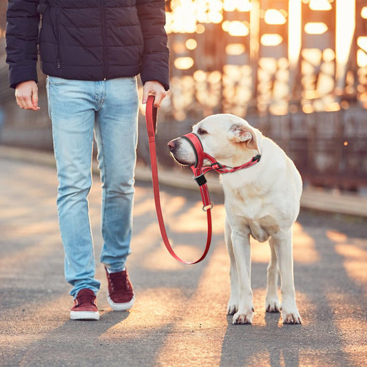 KFX-8443453 Adjustable Nylon Dog Leash with Mouth Cover in Orange, Blue, Red - Sizes S, M, L, XL