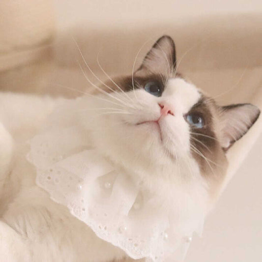 KFX-8517309 Lace Edge Bib Accessories for Cats and Dogs - Adjustable Saliva Towel with Loose Pearl Design
