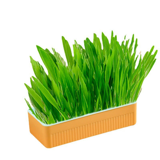 KFX-9143485 Hydroponic Cat Grass Growing Kit - Soilless Planting Box with Seeds in Various Quantities
