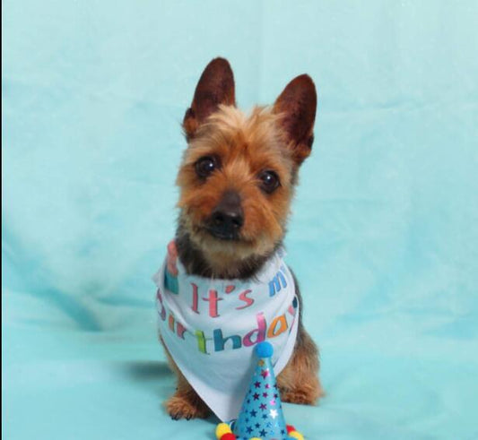 KFX-9207229 Dog Birthday Party Hat - Fun Cloth Hat with Paper Crown for Pets