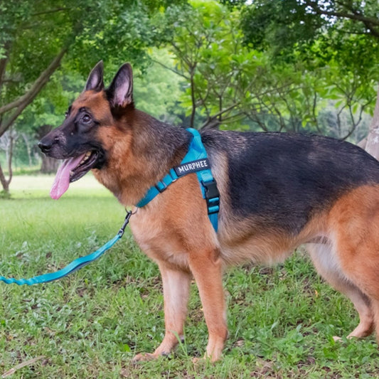 KFX-9245373 Lightweight Dog Breast Strap with Hand-Holding Rope - Multiple Colors Available