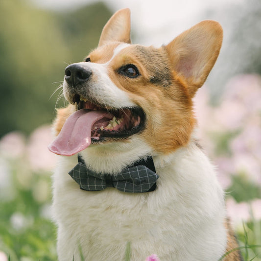 KFX-9380413 Handmade Dog Bow Tie Collar in Wine Red Plaid & Gray Plaid for Small and Medium Dogs