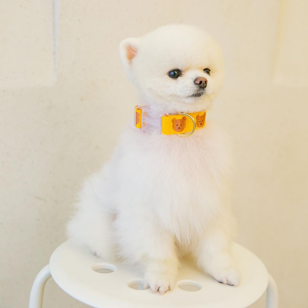 KFX-0024253 Cute Cartoon Soft Polyester Pet Collar in Yellow, Green, and Camel - Sizes S & M Available