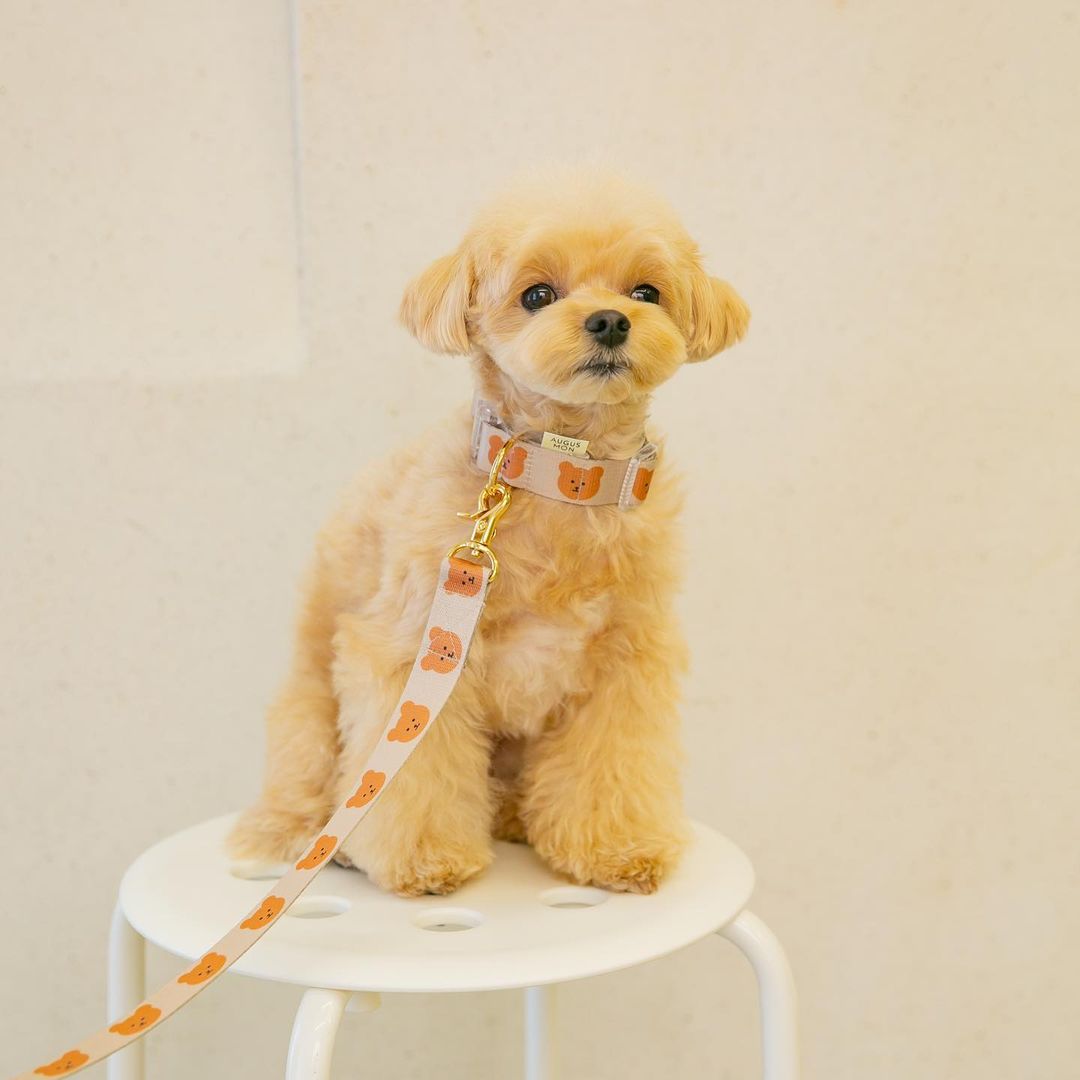 KFX-0024253 Cute Cartoon Soft Polyester Pet Collar in Yellow, Green, and Camel - Sizes S & M Available
