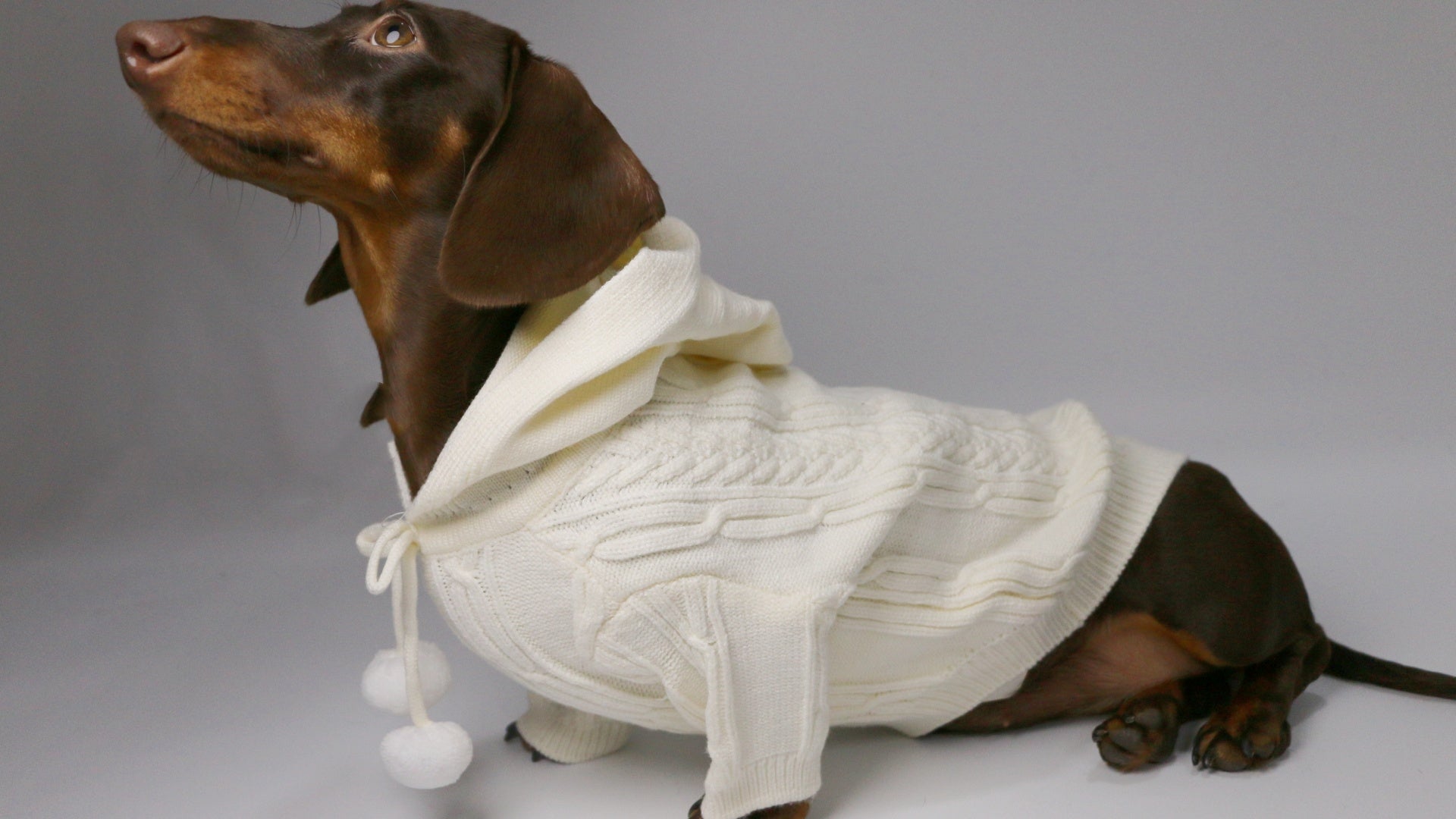 KFX-0053821 Hooded Sweater for Dogs - Warm Two-leg Design in Sky Blue or Beige, Sizes XS-XL