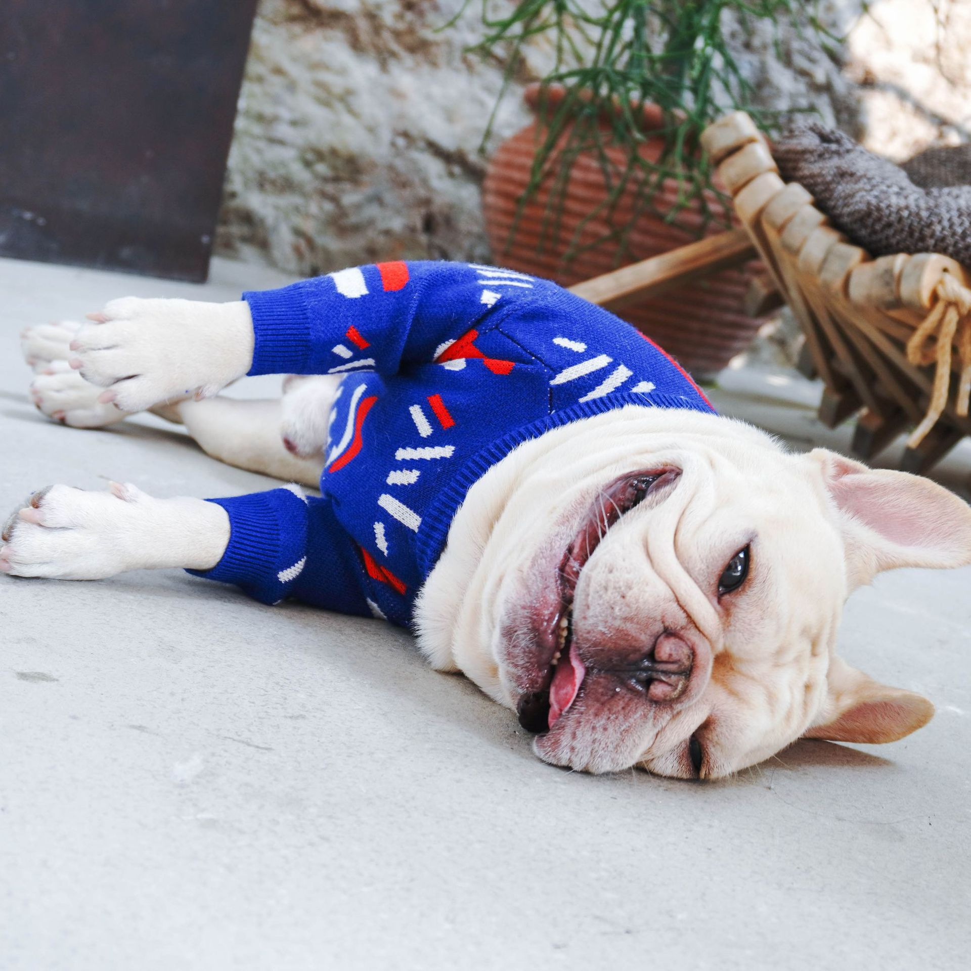 KFX-0059197 Wool Pug Sweater for Dogs - Cozy European and American Style Clothing