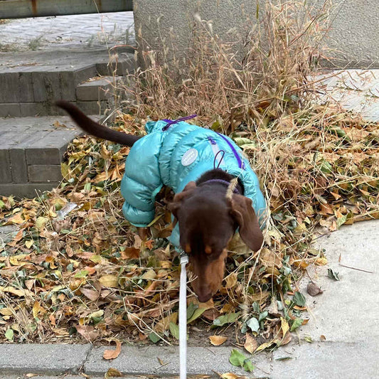 KFX-0060605 Thermal Cotton-Padded Pet Clothing for Autumn and Winter – Sizes S to XXL