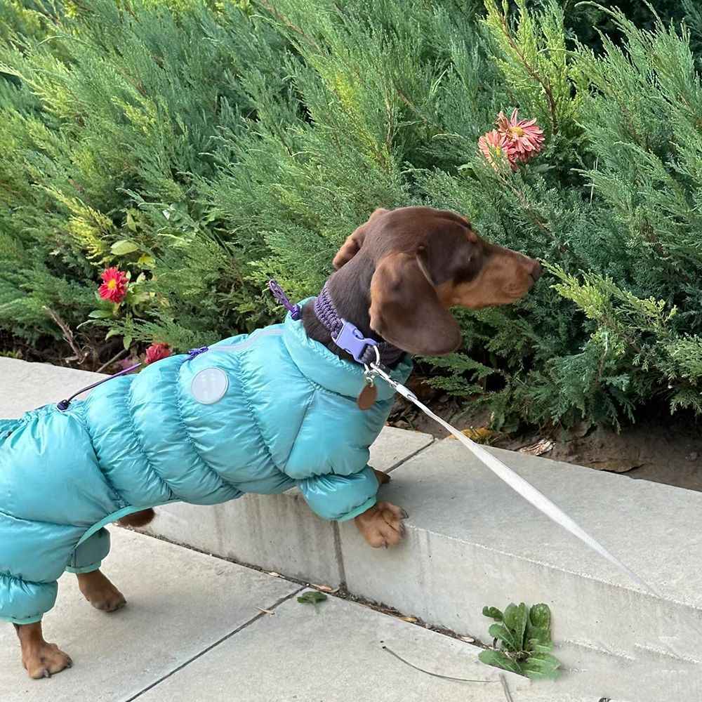 KFX-0060605 Thermal Cotton-Padded Pet Clothing for Autumn and Winter – Sizes S to XXL