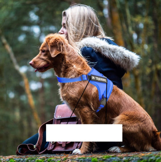 KFX-0105149 Personalized Pet Harness for Optimal Comfort and Control